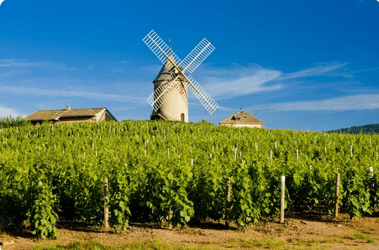 Moulin à vent dans les vignes
