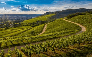 Sentiers dans les vignes