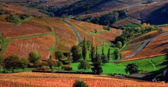 Collines du Beaujolais