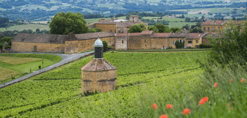 Moulin à vent dominant les parcelles de vignes, emblème du patrimoine local