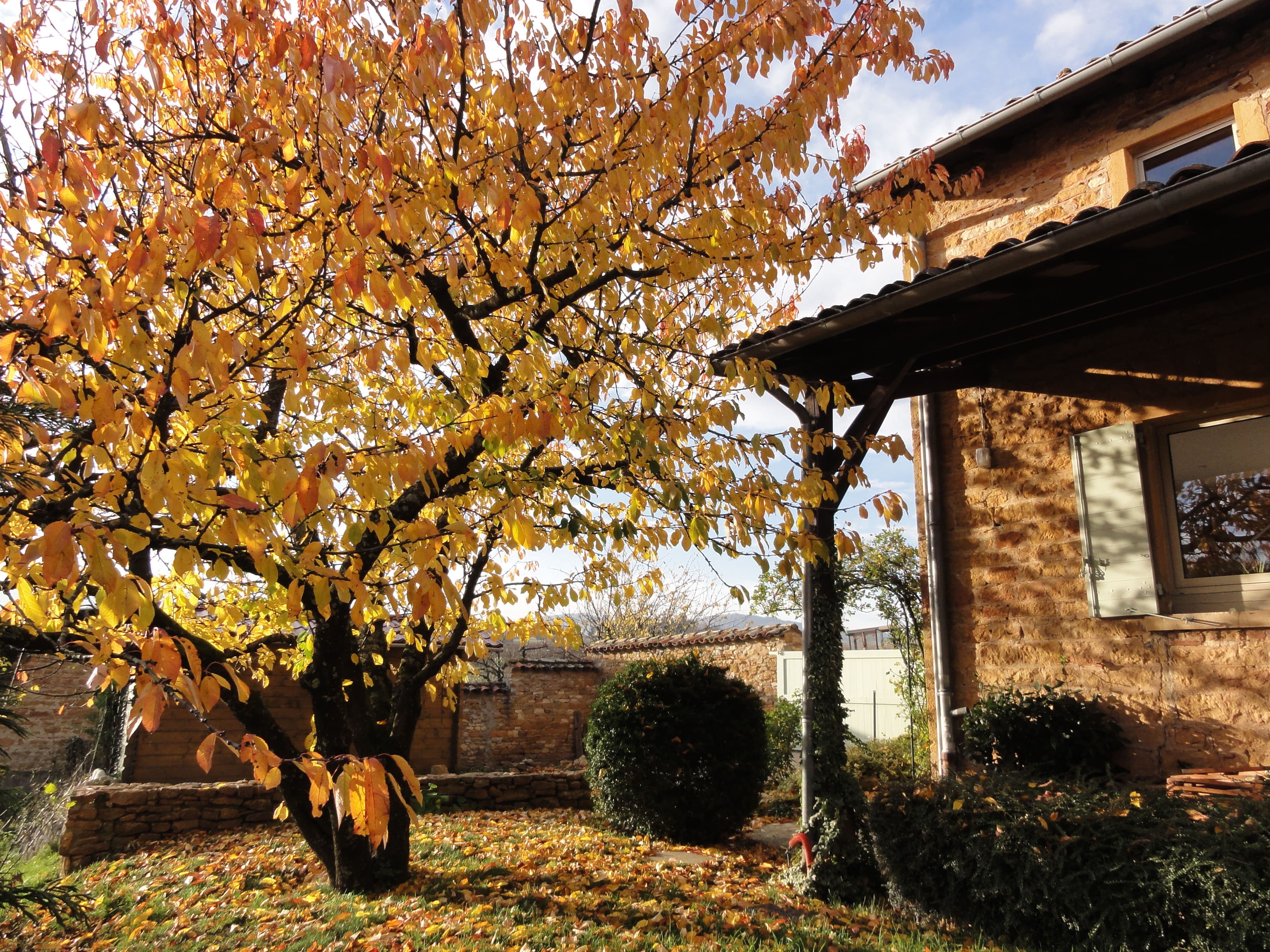 Arbre majestueux protégeant l’entrée du Cottage des Pierres Dorées