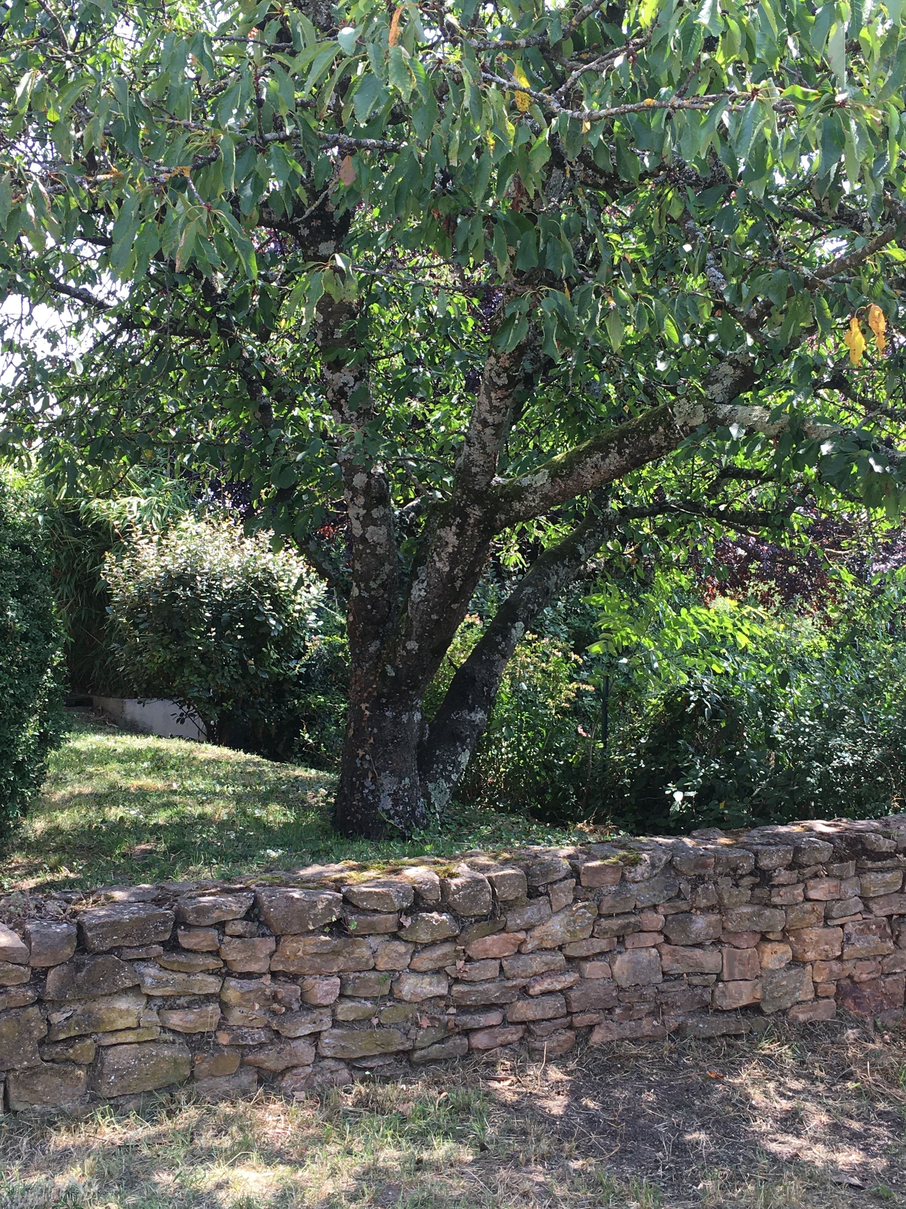 Perspective rapprochée sur l’arbre du domaine du Cottage des Pierres Dorées