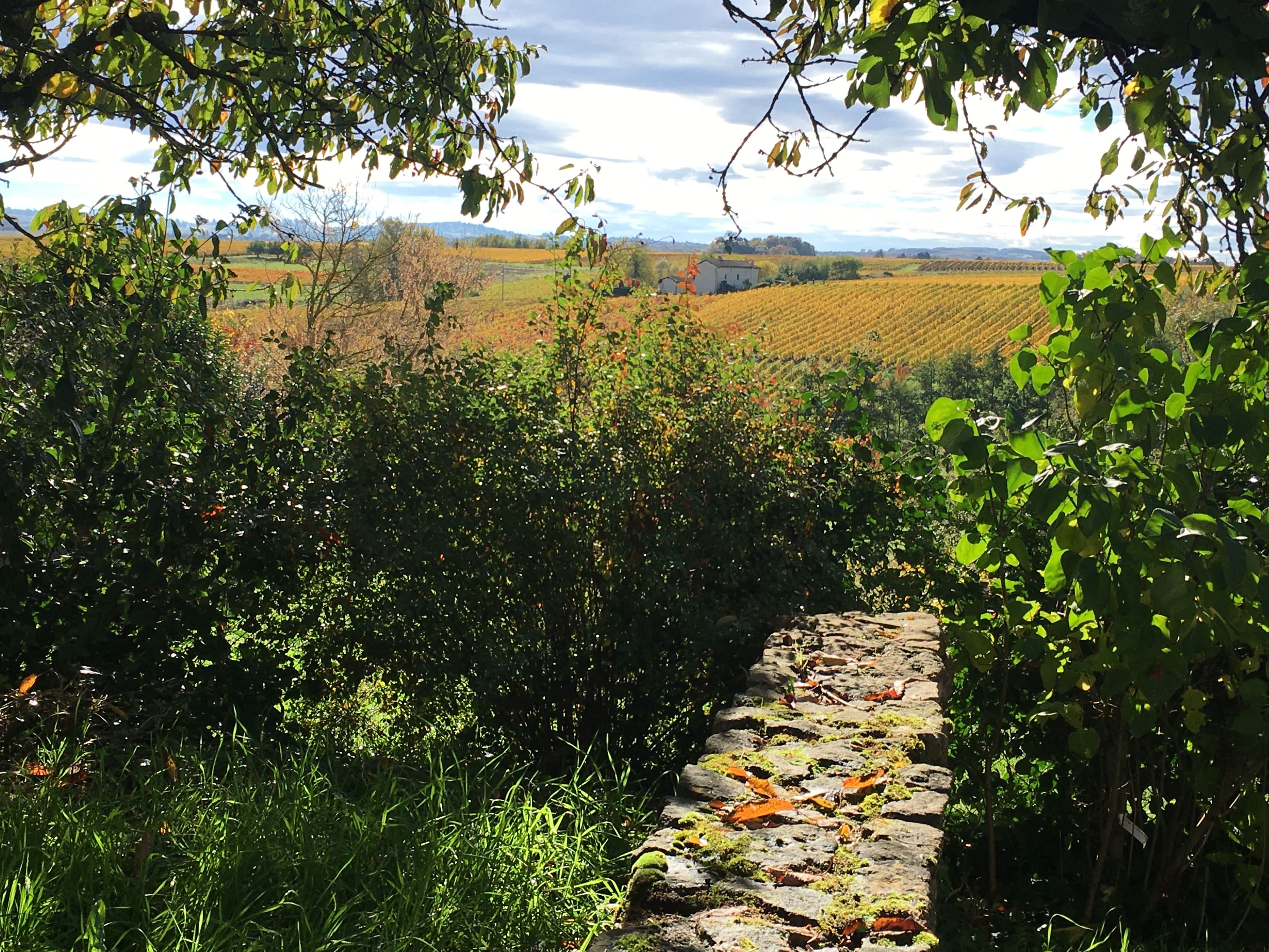 Chemin viticole bordé de vignes du Cottage des Pierres Dorées au coucher du soleil