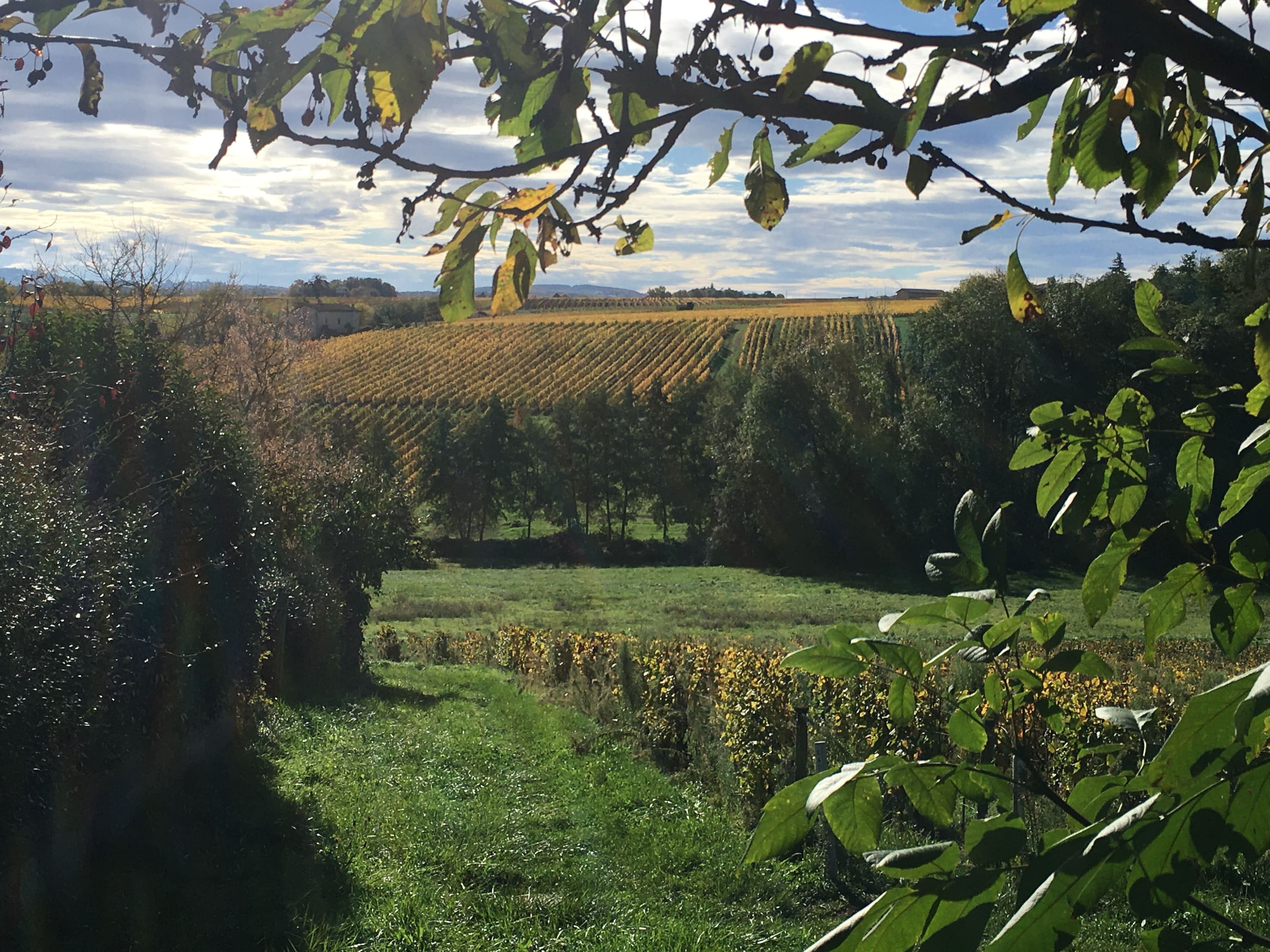 Perspective sur les vignes dorées du Beaujolais depuis la terrasse du Cottage des Pierres Dorées