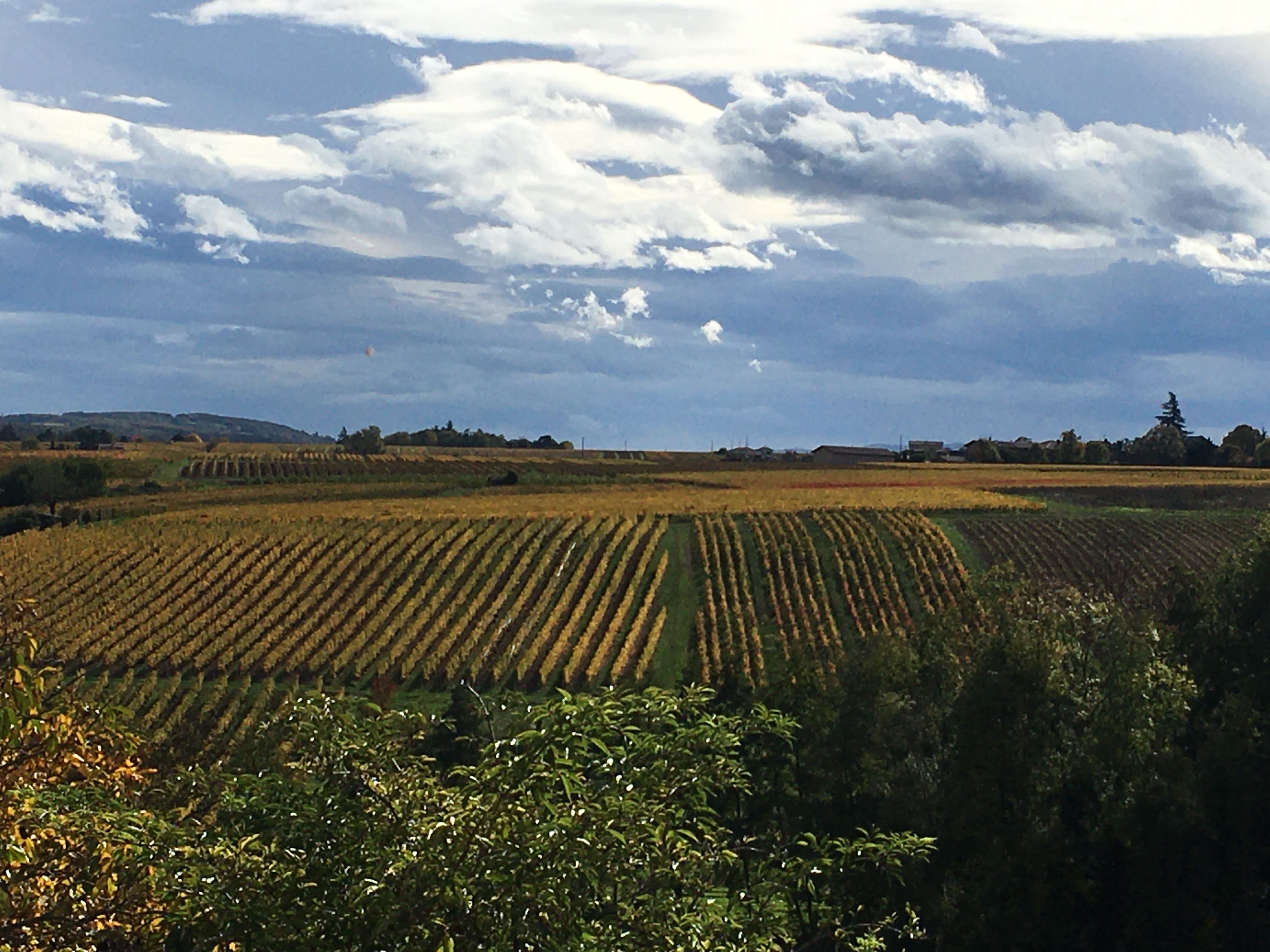 Vignes dorées visibles depuis le Cottage des Pierres Dorées